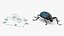 Blue Pleasing Fungus Beetle Rigged Fur