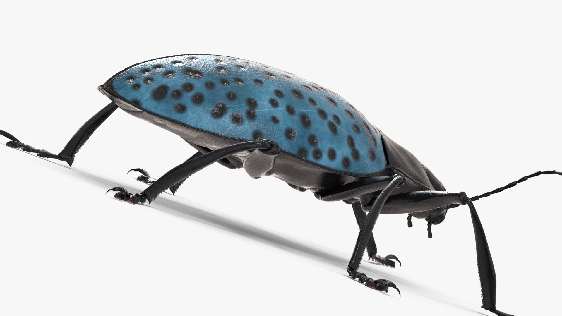 Blue Pleasing Fungus Beetle Rigged Fur 3D model https://p.turbosquid.com/ts-thumb/hk/TNGqgV/OM/bluepleasingfungusbeetleriggedfur3dmodel018/jpg/1724156781/1920x1080/fit_q87/6ae230c65b55720fd40adf75e23948b052410ccb/bluepleasingfungusbeetleriggedfur3dmodel018.jpg