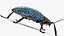 Blue Pleasing Fungus Beetle Rigged Fur