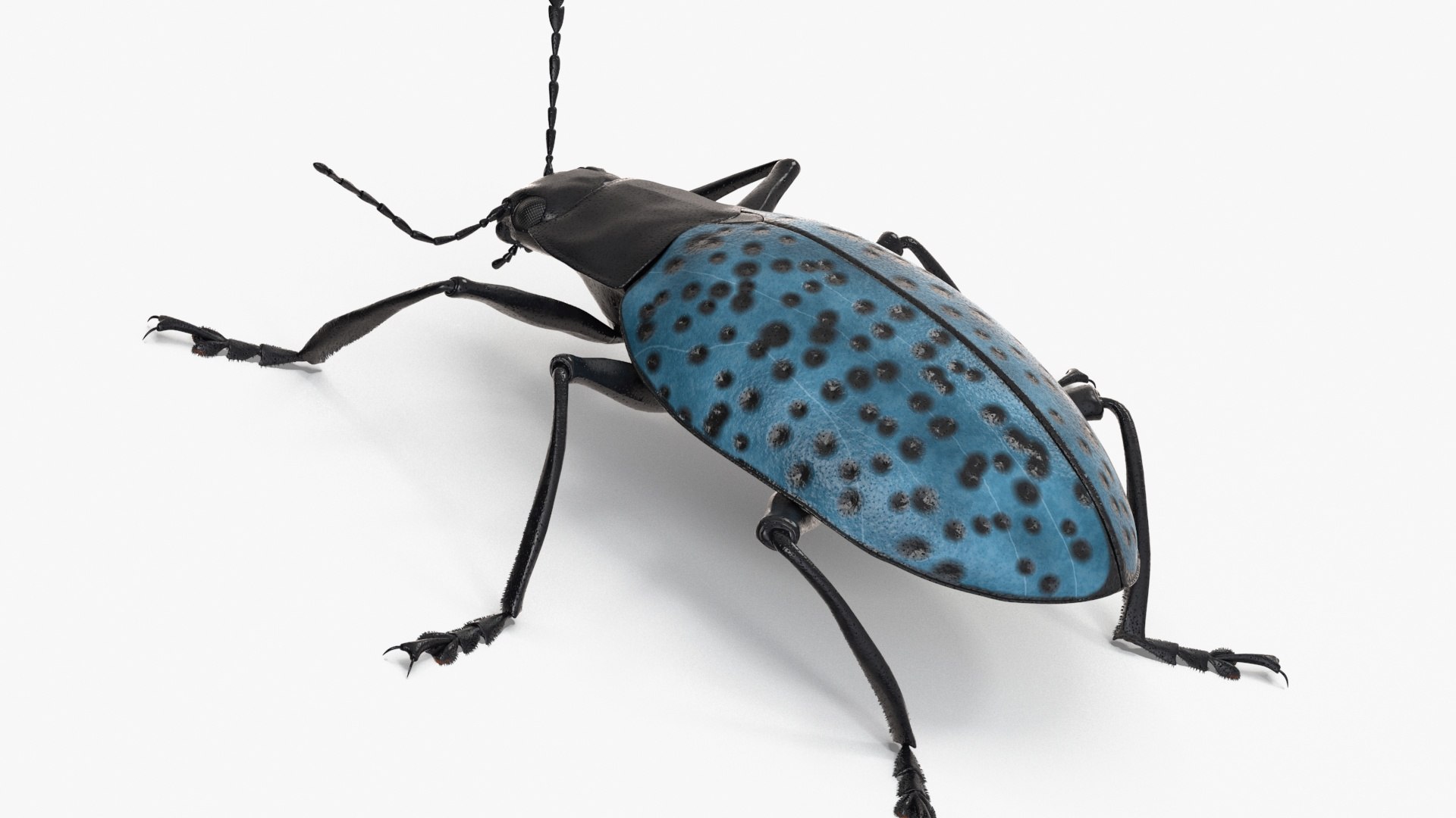 Blue Pleasing Fungus Beetle Rigged Fur 3D model https://p.turbosquid.com/ts-thumb/hk/TNGqgV/Pa/bluepleasingfungusbeetleriggedfur3dmodel017/jpg/1724156777/1920x1080/fit_q87/085f60953b319857b796bd48148ca40aad541294/bluepleasingfungusbeetleriggedfur3dmodel017.jpg