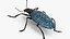 Blue Pleasing Fungus Beetle Rigged Fur