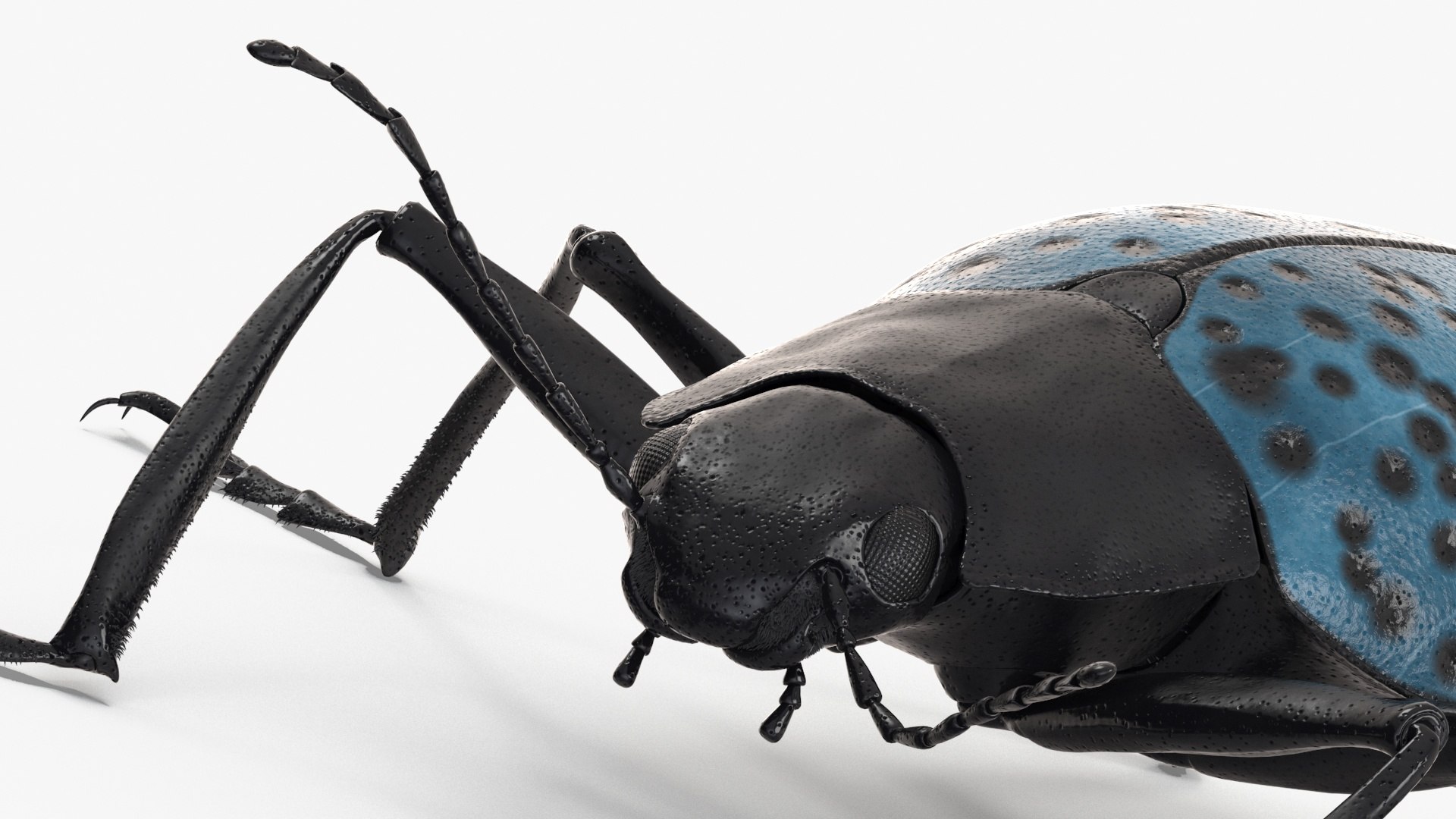 Blue Pleasing Fungus Beetle Rigged Fur 3D model https://p.turbosquid.com/ts-thumb/hk/TNGqgV/cZ/bluepleasingfungusbeetleriggedfur3dmodel015/jpg/1724156766/1920x1080/fit_q87/6d081335b7973b051767e2ad1dce1fca11e4b88b/bluepleasingfungusbeetleriggedfur3dmodel015.jpg