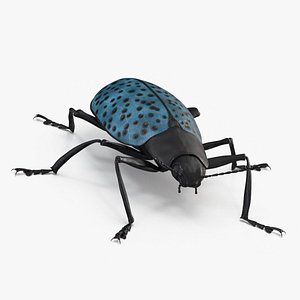 Blue Pleasing Fungus Beetle Rigged Fur