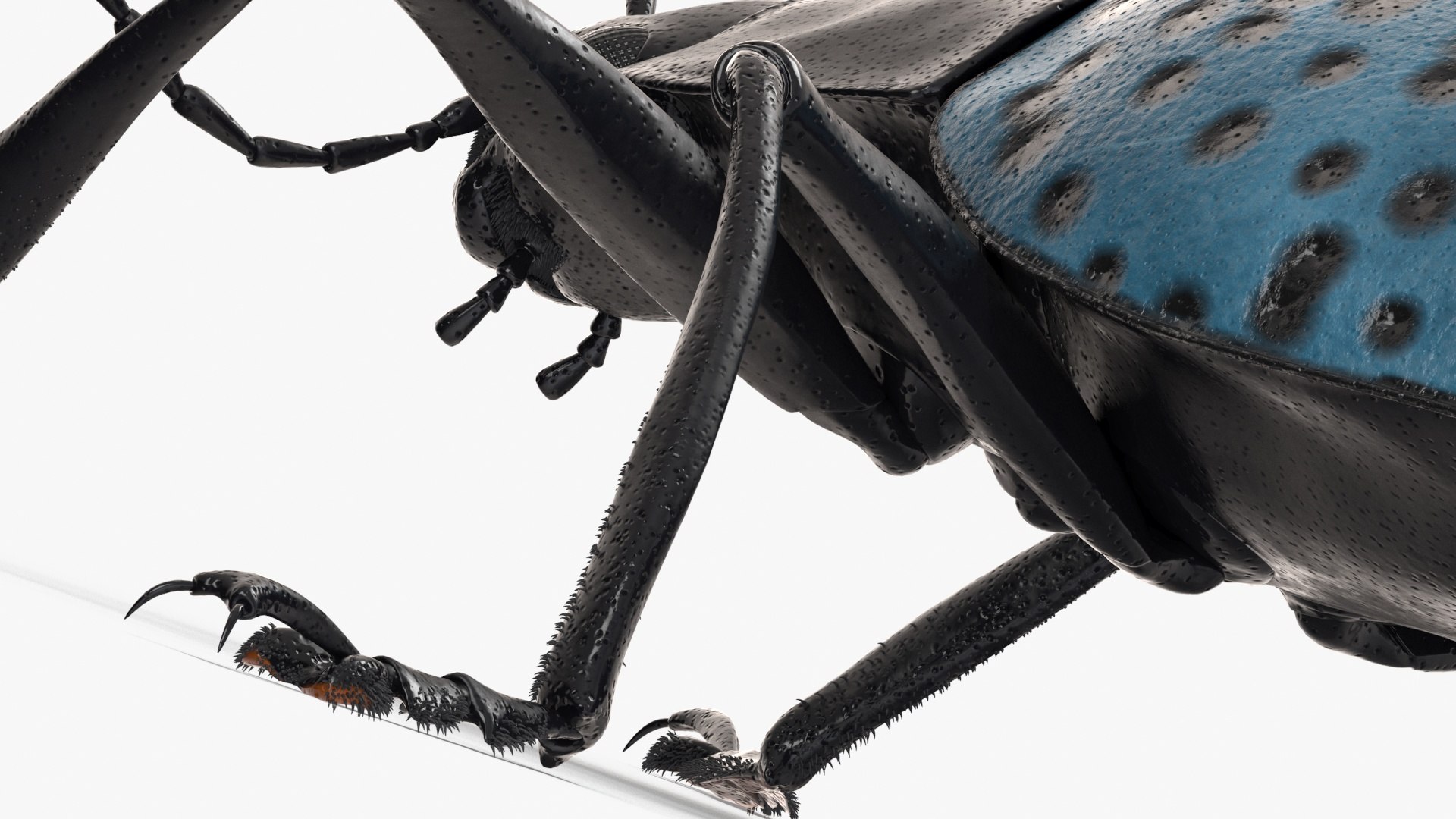 Blue Pleasing Fungus Beetle Rigged Fur 3D model https://p.turbosquid.com/ts-thumb/hk/TNGqgV/mG/bluepleasingfungusbeetleriggedfur3dmodel016/jpg/1724156772/1920x1080/fit_q87/1629bb8b509836833aafd9ff2cb92e596afd31f9/bluepleasingfungusbeetleriggedfur3dmodel016.jpg