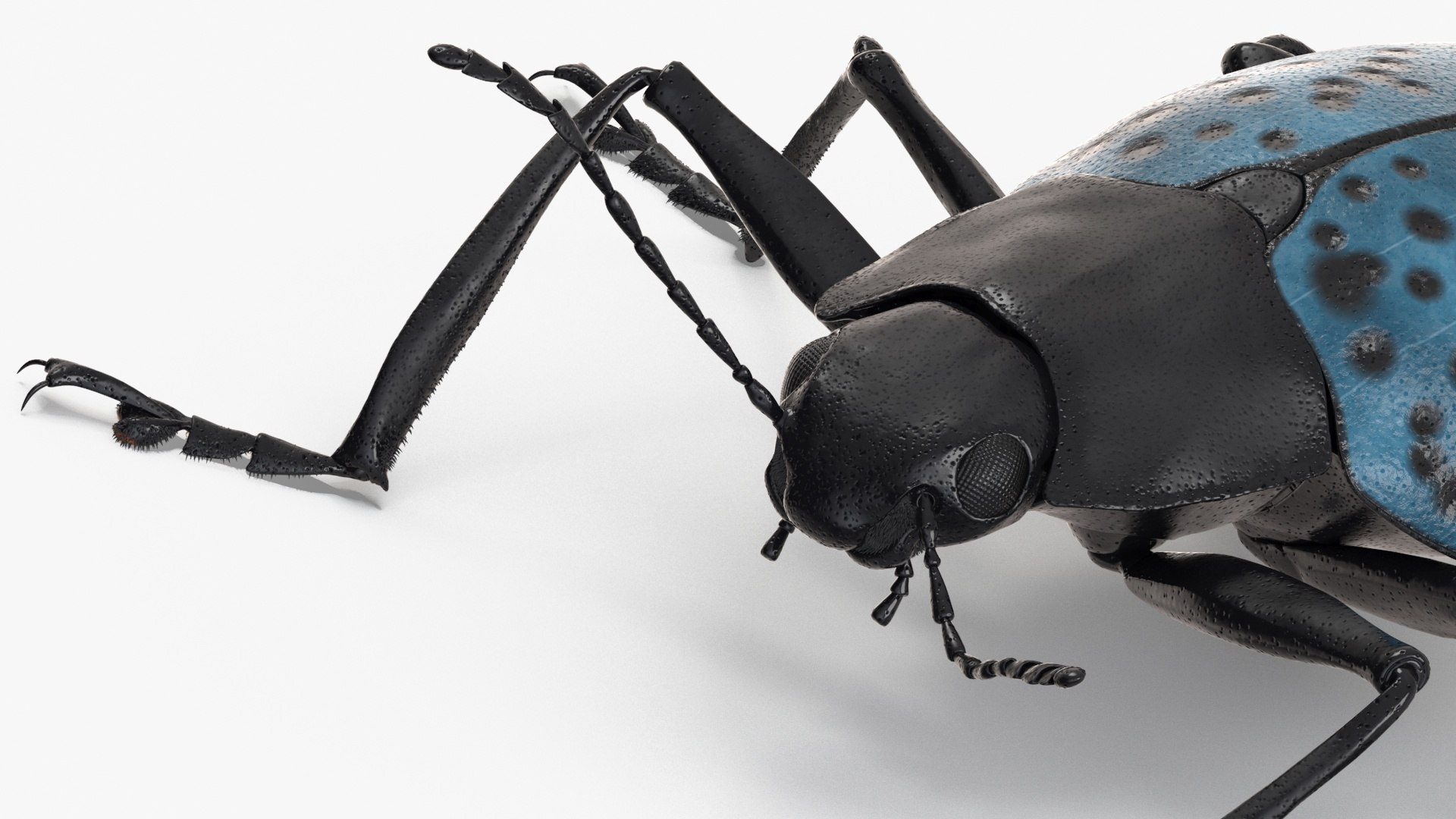 Blue Pleasing Fungus Beetle Rigged Fur 3D model https://p.turbosquid.com/ts-thumb/hk/TNGqgV/wk/bluepleasingfungusbeetleriggedfur3dmodel020/jpg/1724156791/1920x1080/fit_q87/60386facd7b789acc92bb6a935db5982bf7af3b8/bluepleasingfungusbeetleriggedfur3dmodel020.jpg