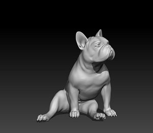 french bulldog 4