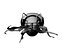 Scarab