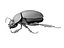 Scarab
