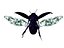 Scarab