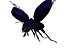 Scarab