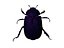 Scarab