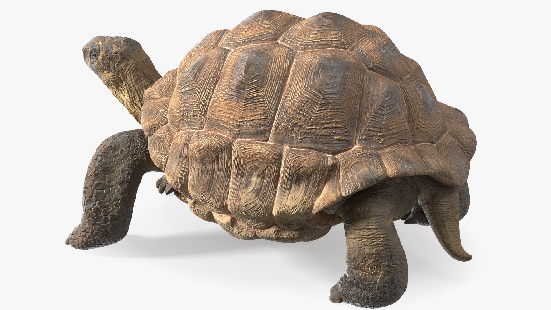 Dirty Old Giant Turtle Stand Pose model https://p.turbosquid.com/ts-thumb/hk/noW5Gx/0l/dirtyoldgiantturtlestandpose3dmodel011/jpg/1692427500/1920x1080/fit_q87/ea56b5cada20f36c6c1e1dbf34be558df41a7634/dirtyoldgiantturtlestandpose3dmodel011.jpg