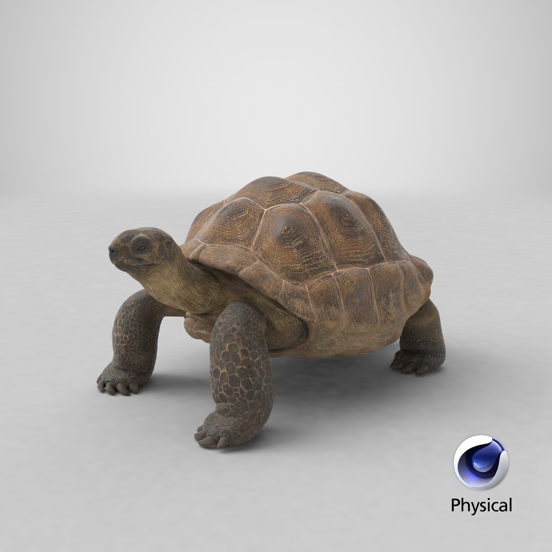 Dirty Old Giant Turtle Stand Pose model https://p.turbosquid.com/ts-thumb/hk/noW5Gx/1J/stemcell_cinema_4d_physical_render/png/1699600881/1920x1080/fit_q87/bf1443fb0dfac09deca2adabbfd7cbb7d35523f1/stemcell_cinema_4d_physical_render.jpg