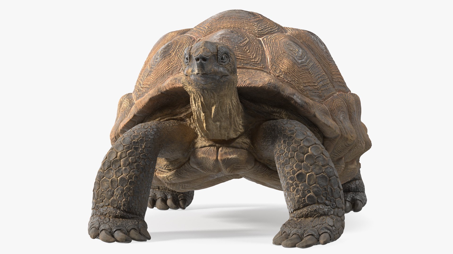 Dirty Old Giant Turtle Stand Pose model https://p.turbosquid.com/ts-thumb/hk/noW5Gx/8e/dirtyoldgiantturtlestandpose3dmodel009/jpg/1692427494/1920x1080/fit_q87/03a8b1b33974ed3389cce9badee6f92fe3d6e935/dirtyoldgiantturtlestandpose3dmodel009.jpg