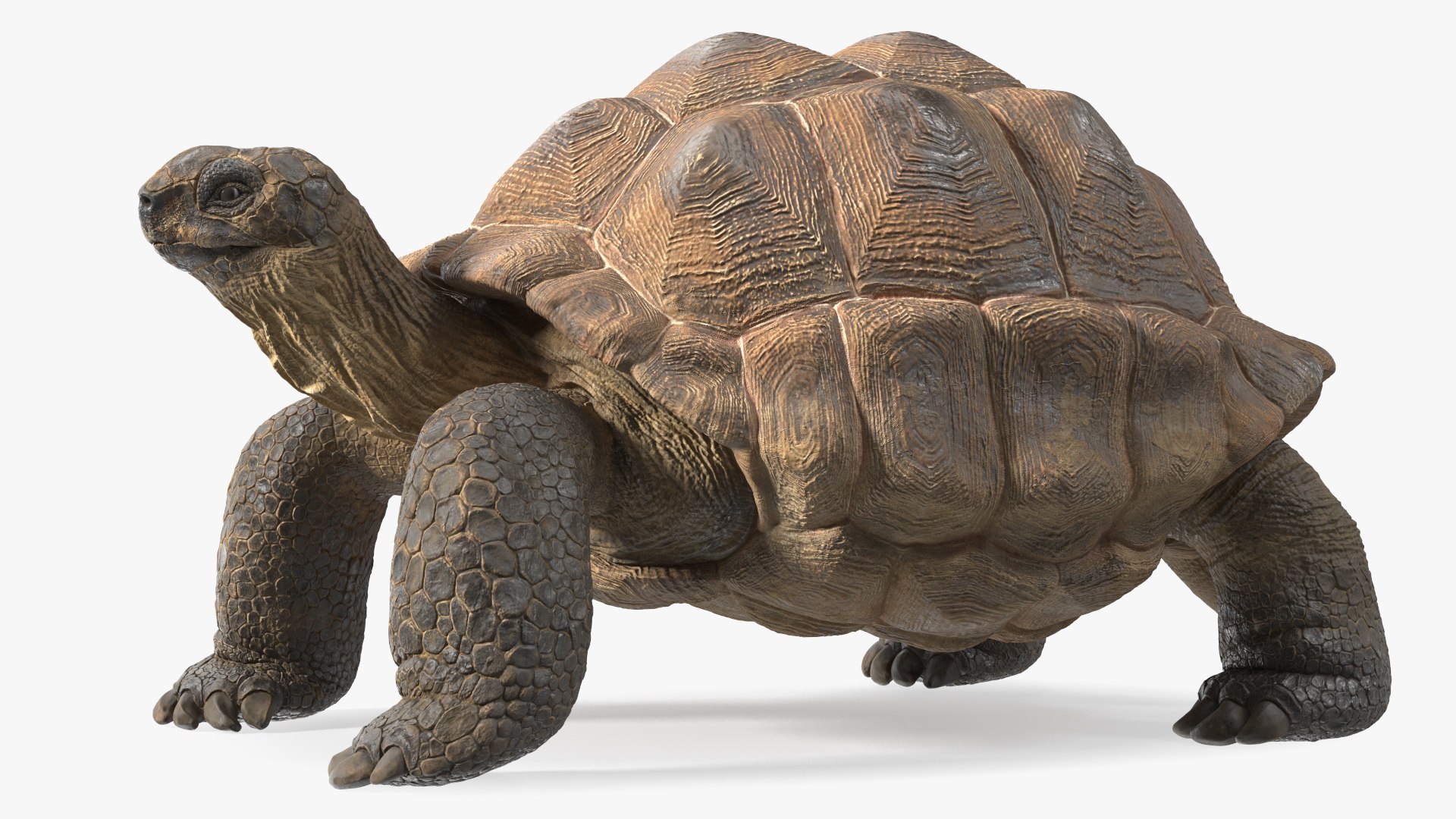 Dirty Old Giant Turtle Stand Pose model https://p.turbosquid.com/ts-thumb/hk/noW5Gx/NQ/dirtyoldgiantturtlestandpose3dmodel010/jpg/1692427497/1920x1080/fit_q87/c214adf4ada52a951997925fe5ee596d8550534f/dirtyoldgiantturtlestandpose3dmodel010.jpg