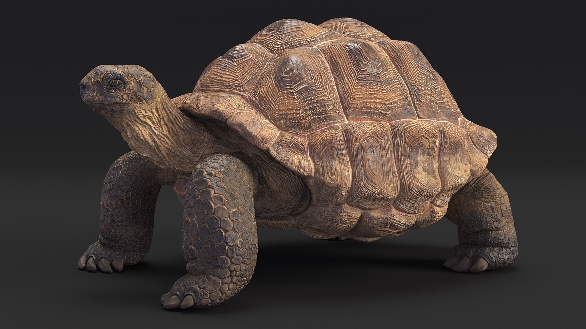 Dirty Old Giant Turtle Stand Pose model https://p.turbosquid.com/ts-thumb/hk/noW5Gx/P5/dirtyoldgiantturtlestandpose3dmodel006/jpg/1692427485/1920x1080/fit_q87/256c7402b4a4330be7f5f02383dca2c08eb2570d/dirtyoldgiantturtlestandpose3dmodel006.jpg