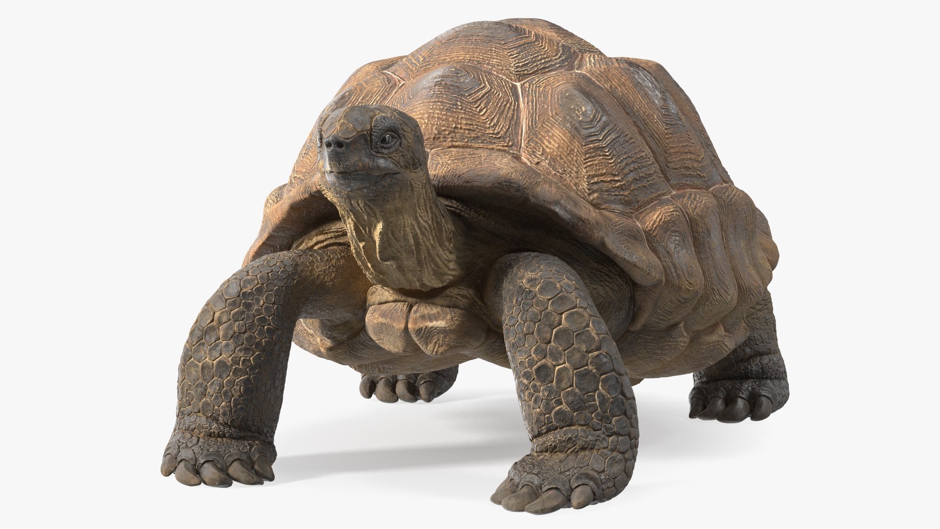 Dirty Old Giant Turtle Stand Pose(1) 3D model preview