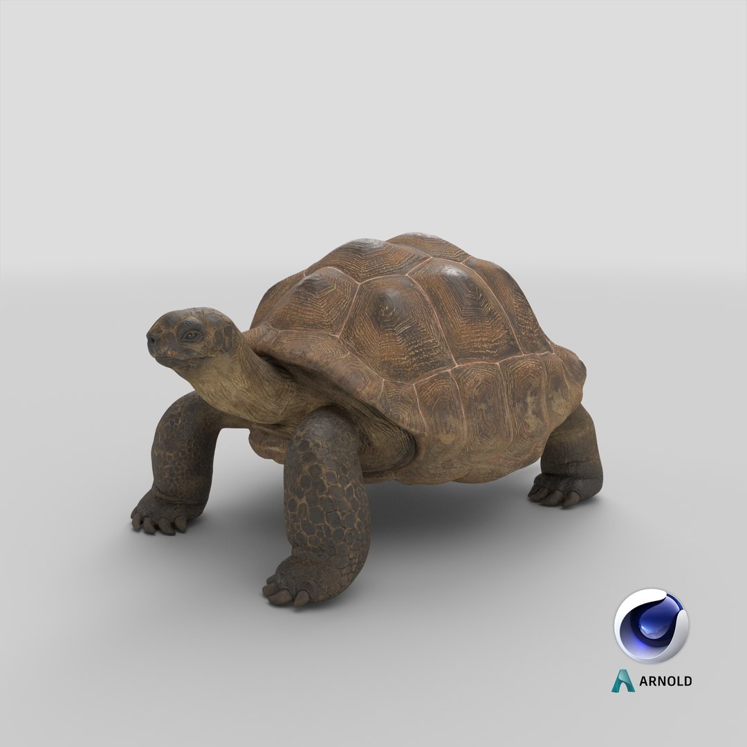 Dirty Old Giant Turtle Stand Pose model https://p.turbosquid.com/ts-thumb/hk/noW5Gx/op/stemcell_cinema_4d_arnold_render/png/1699600879/1920x1080/fit_q87/00202a60839d05566afa9d3b3fe46a7d6f1c1b2d/stemcell_cinema_4d_arnold_render.jpg