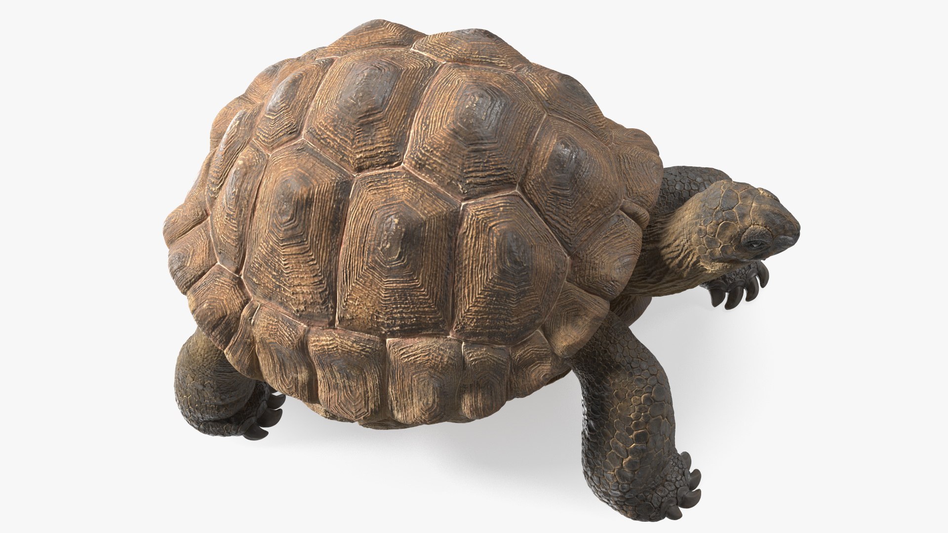 Dirty Old Giant Turtle Stand Pose model https://p.turbosquid.com/ts-thumb/hk/noW5Gx/r0/dirtyoldgiantturtlestandpose3dmodel013/jpg/1692427508/1920x1080/fit_q87/db44d6e6a507bb80fcfe00d790df1bdd90878e32/dirtyoldgiantturtlestandpose3dmodel013.jpg