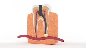 3D Human Tooth Anatomy