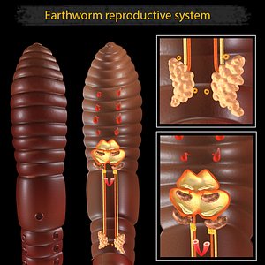 earthworm digestive ma