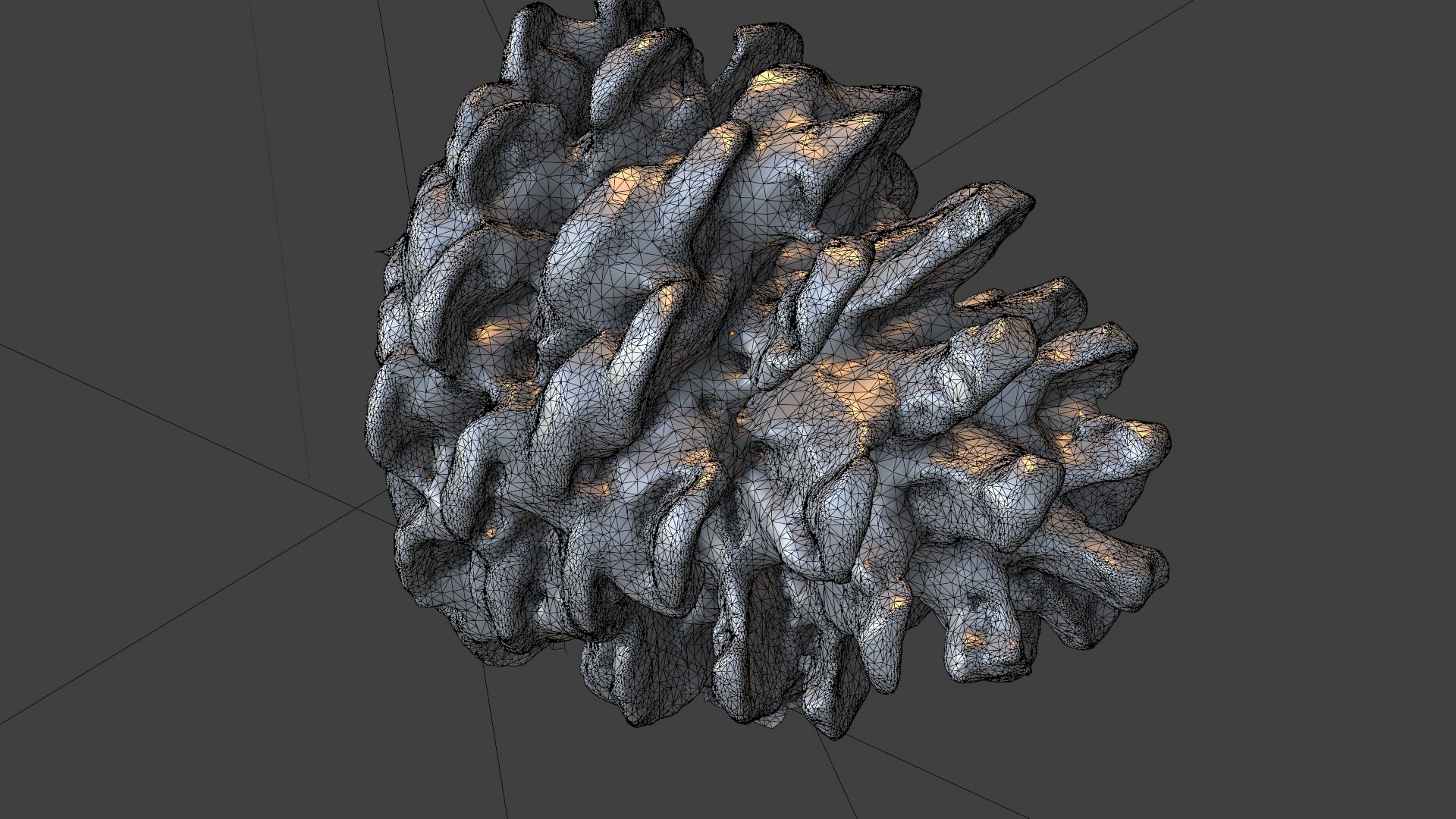 Free 3D Scanned Pinecone Photogrammetry Model - TurboSquid 2293772