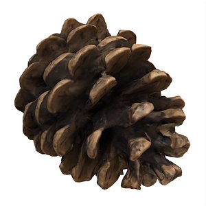 3D Scanned Pinecone Photogrammetry