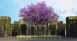 JACARANDA MIMOSIFOLIA 7