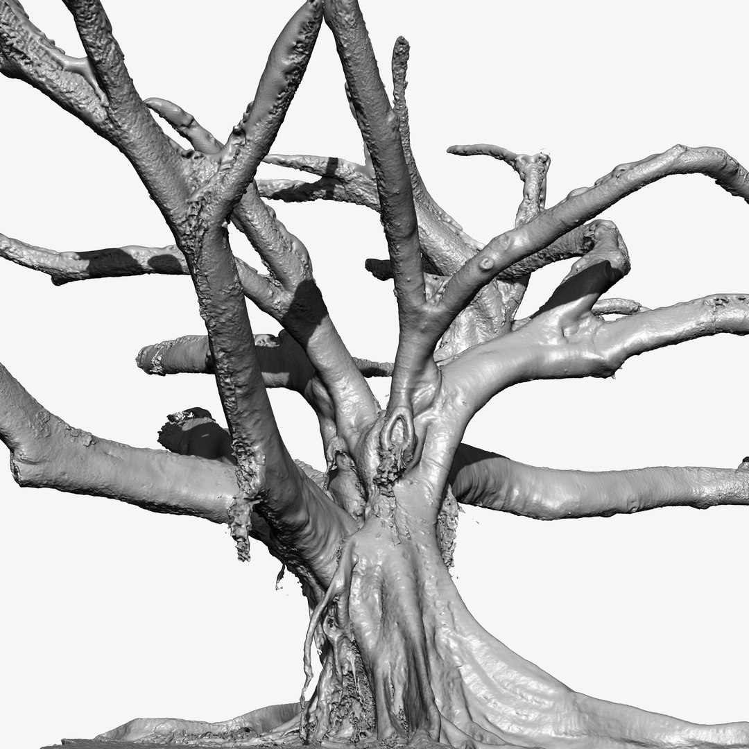 3d Tree Trunk Ficus Scanned