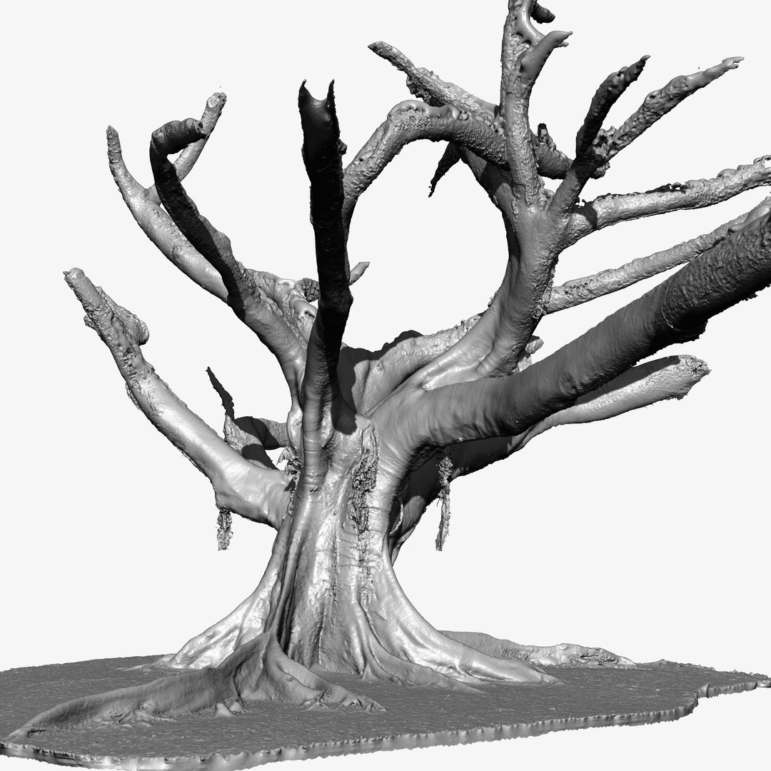 3d Tree Trunk Ficus Scanned