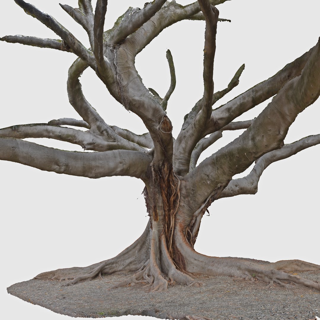 3d Tree Trunk Ficus Scanned