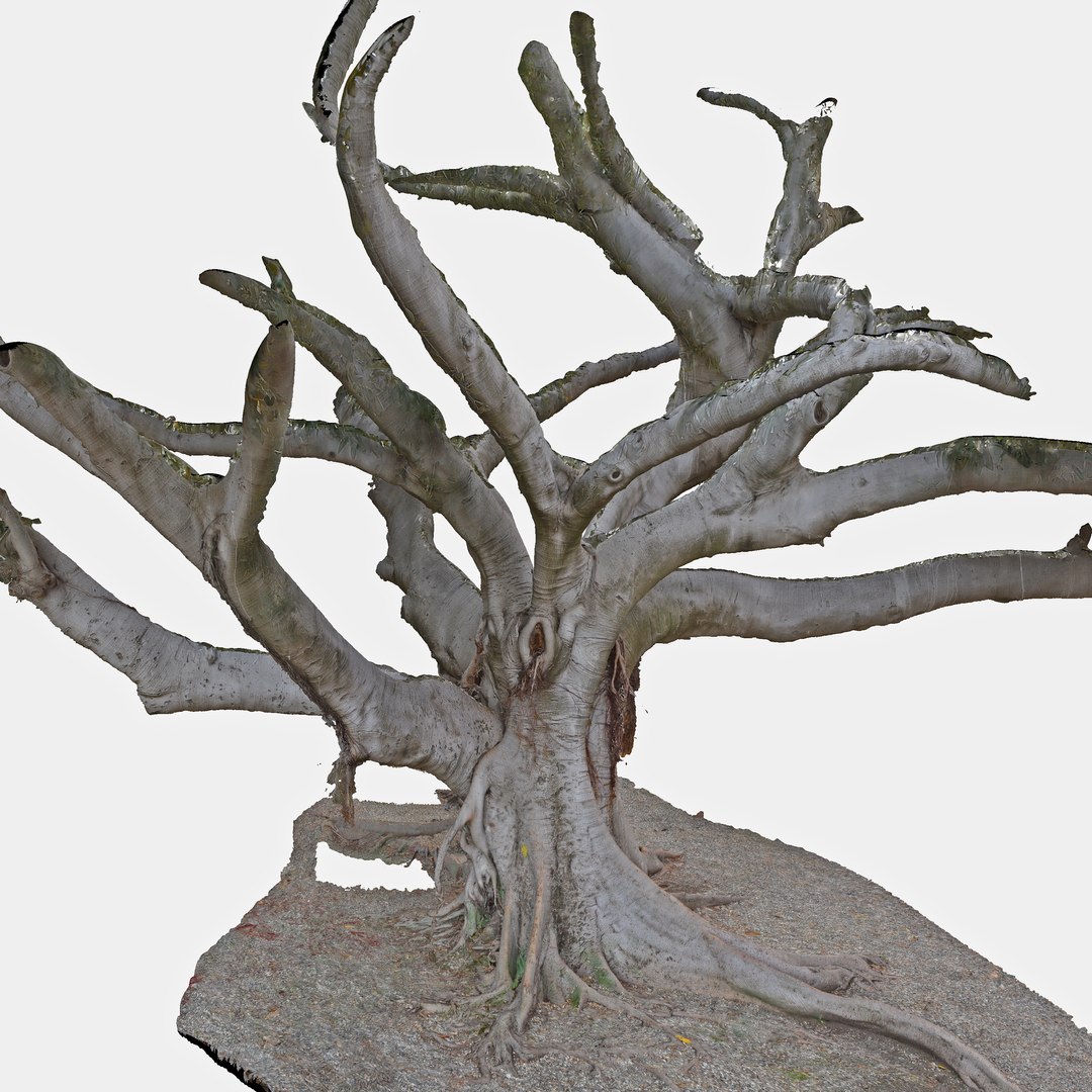 3d Tree Trunk Ficus Scanned
