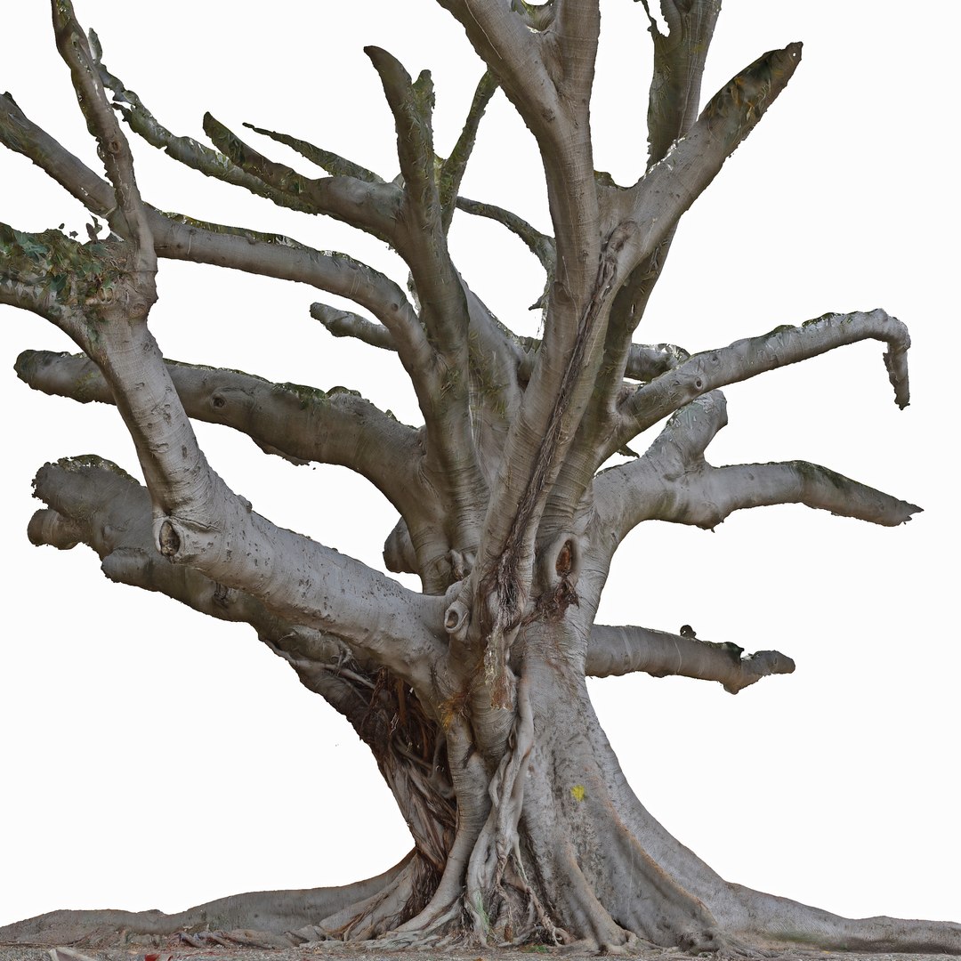 3d Tree Trunk Ficus Scanned