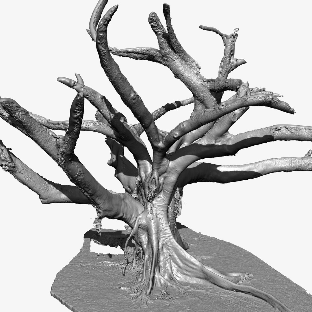 3d Tree Trunk Ficus Scanned
