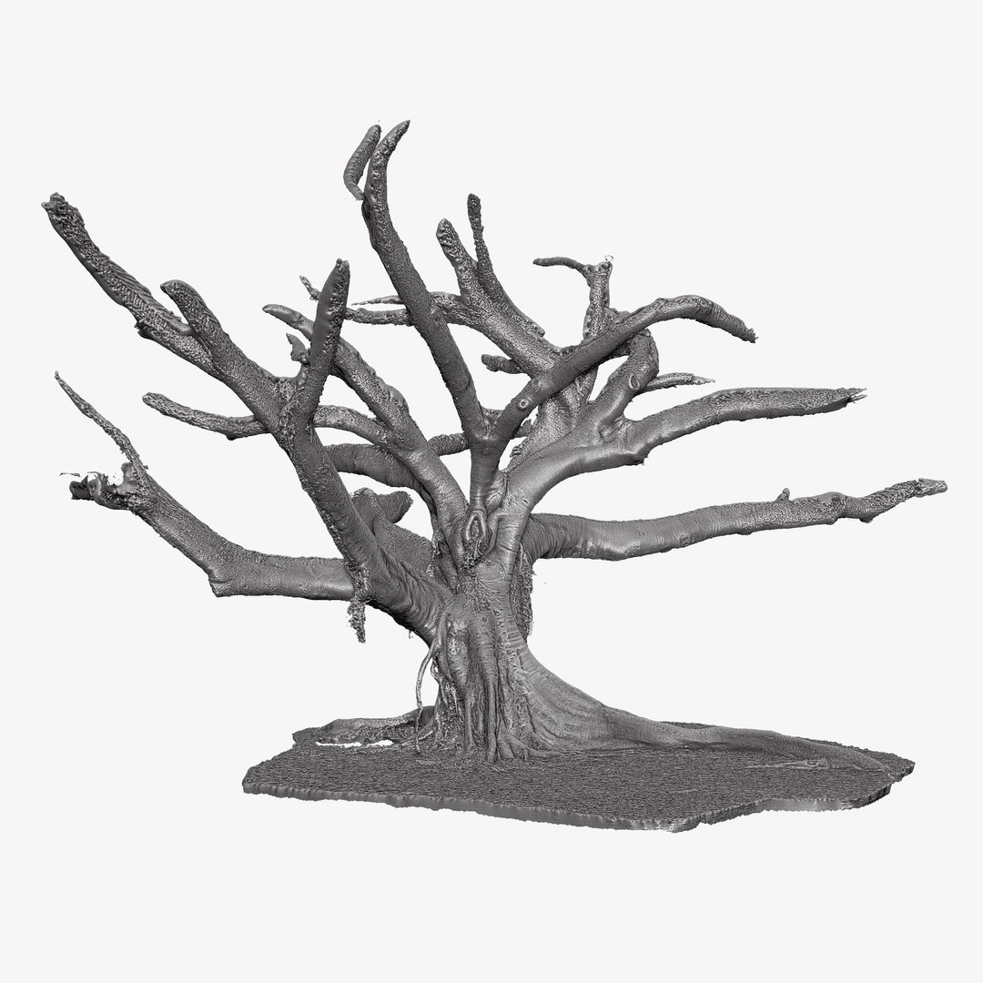3d Tree Trunk Ficus Scanned