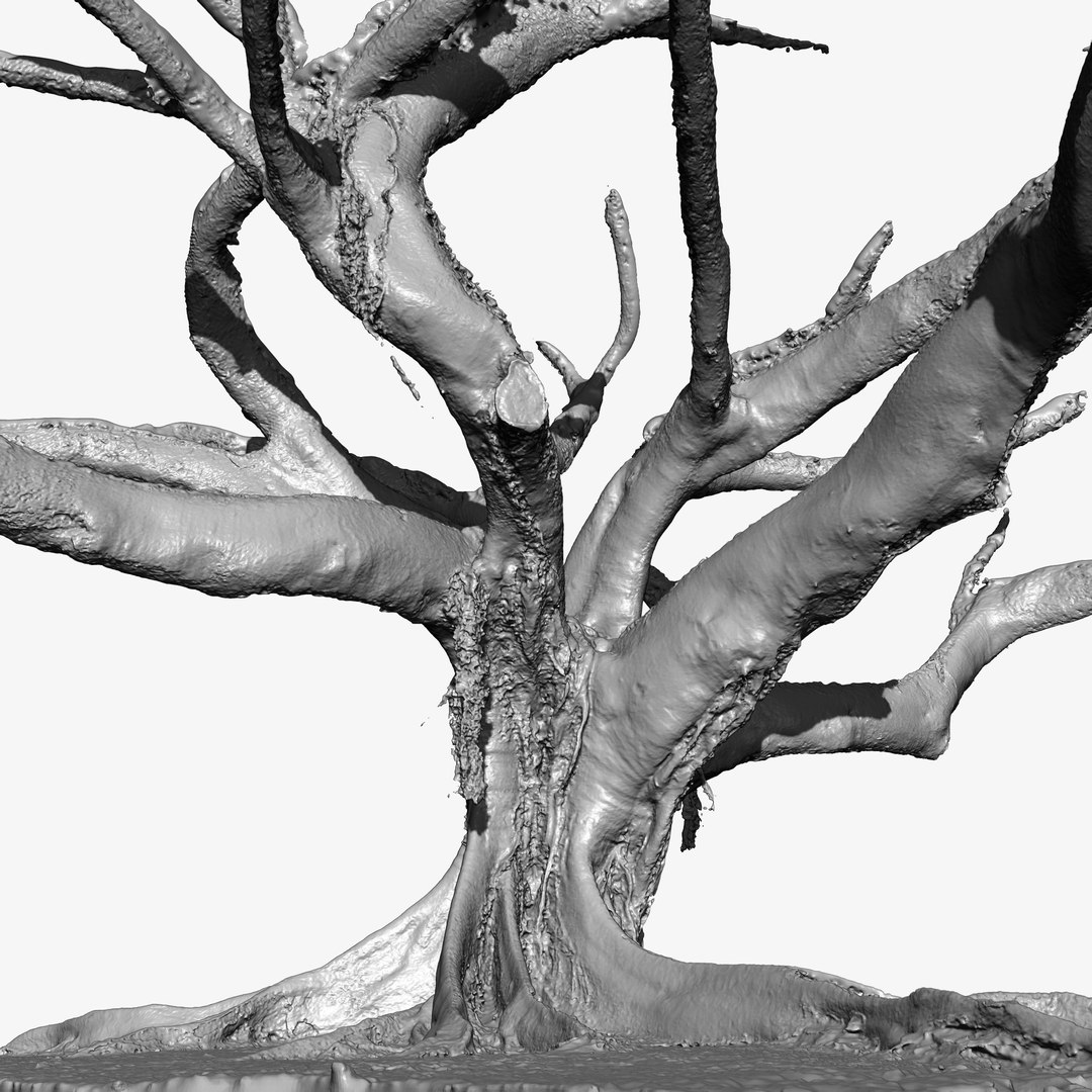 3d tree trunk ficus scanned
