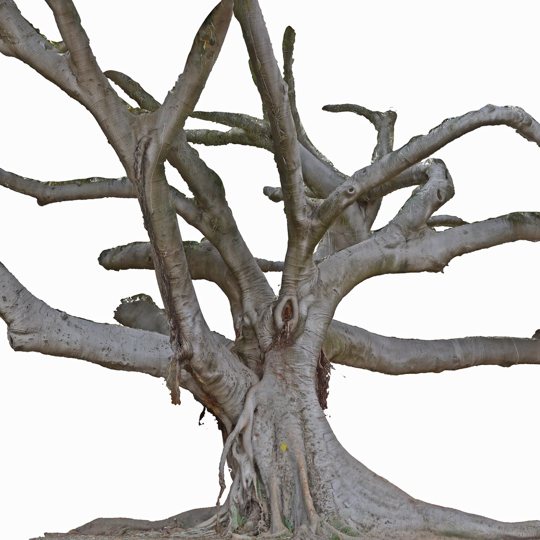 3d Tree Trunk Ficus Scanned