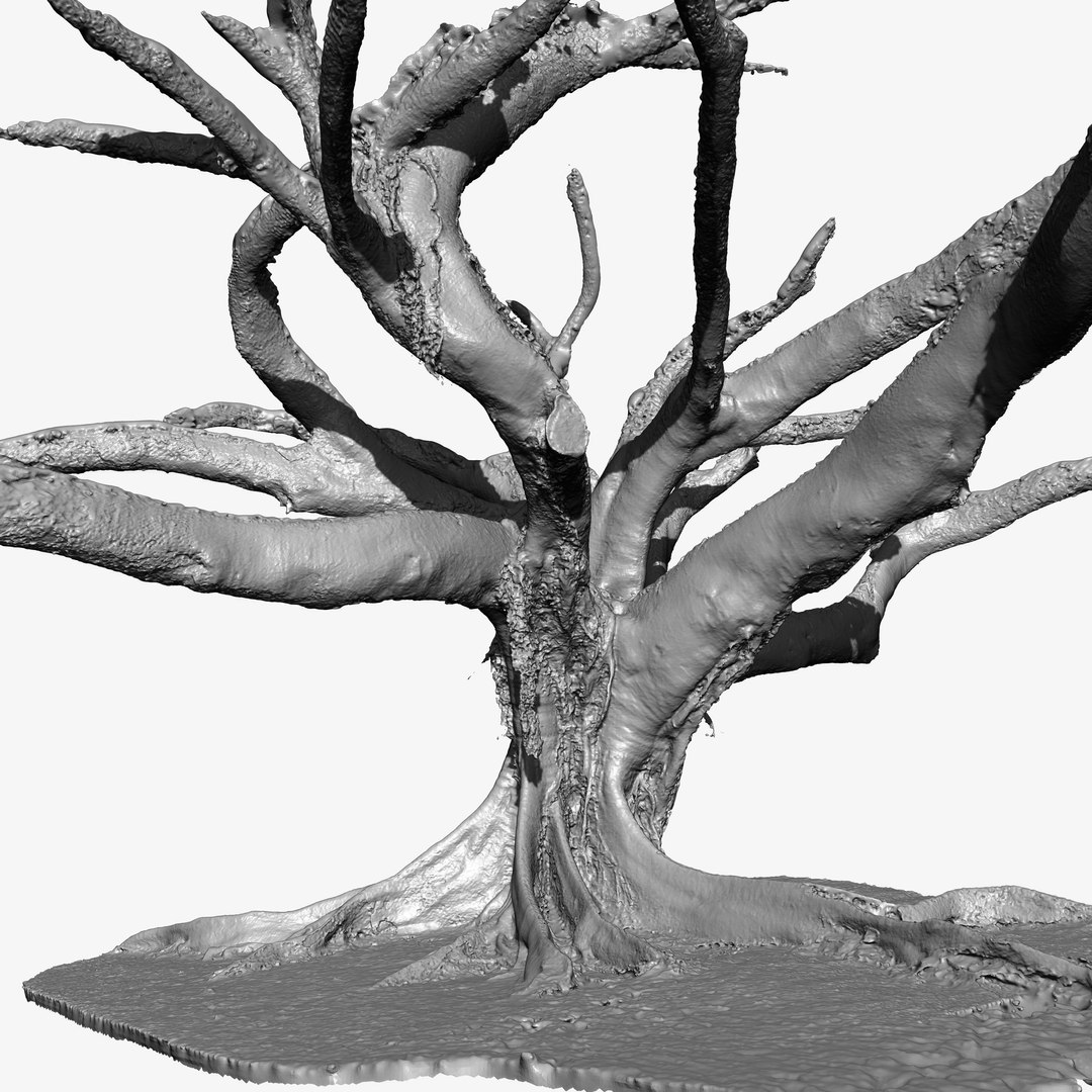 3d Tree Trunk Ficus Scanned