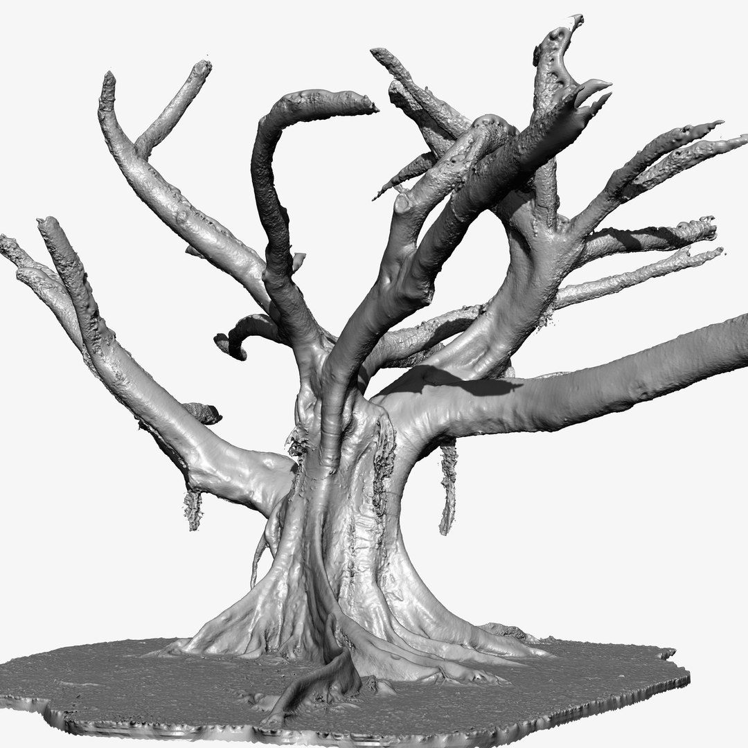 3d Tree Trunk Ficus Scanned