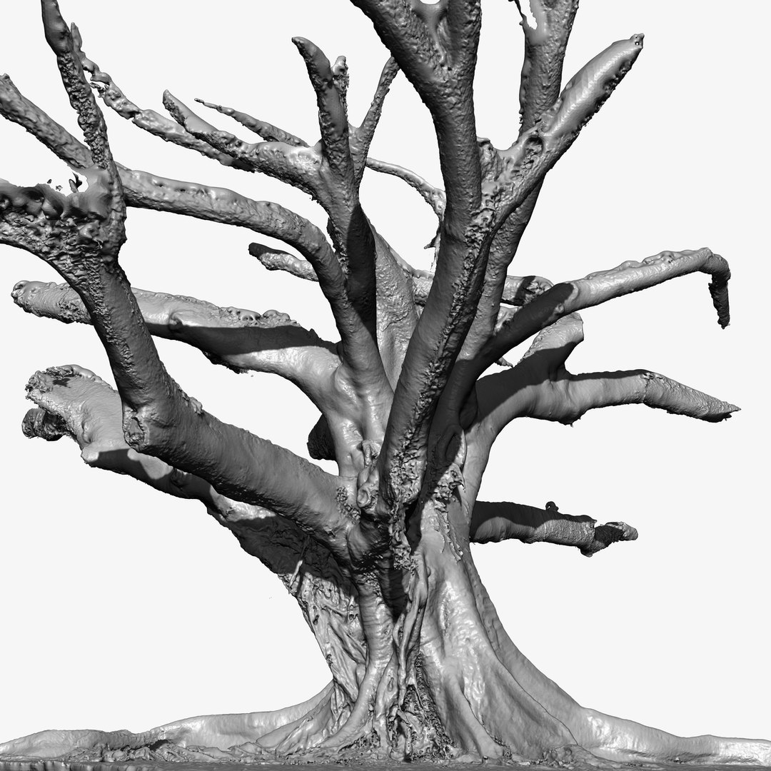 3d Tree Trunk Ficus Scanned