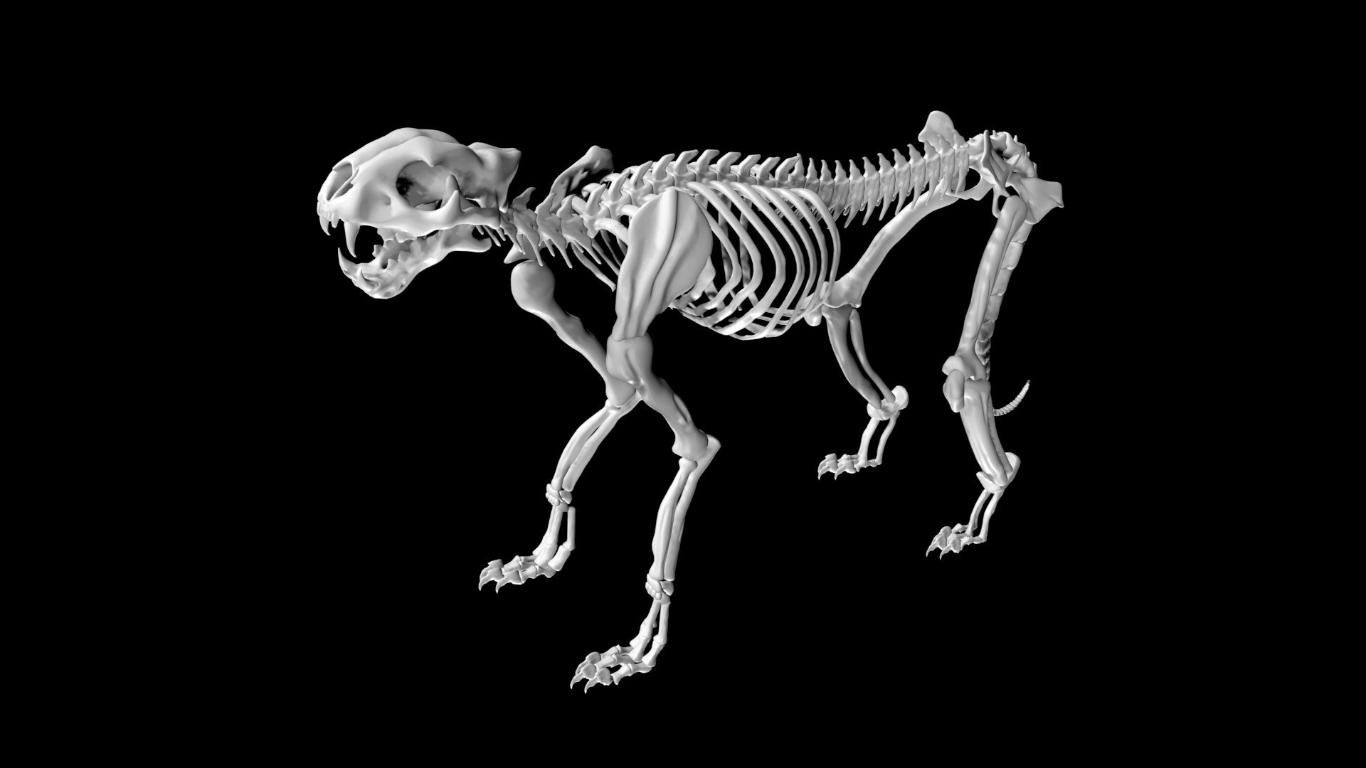 3d Cheetah Skeleton - Turbosquid 1881368