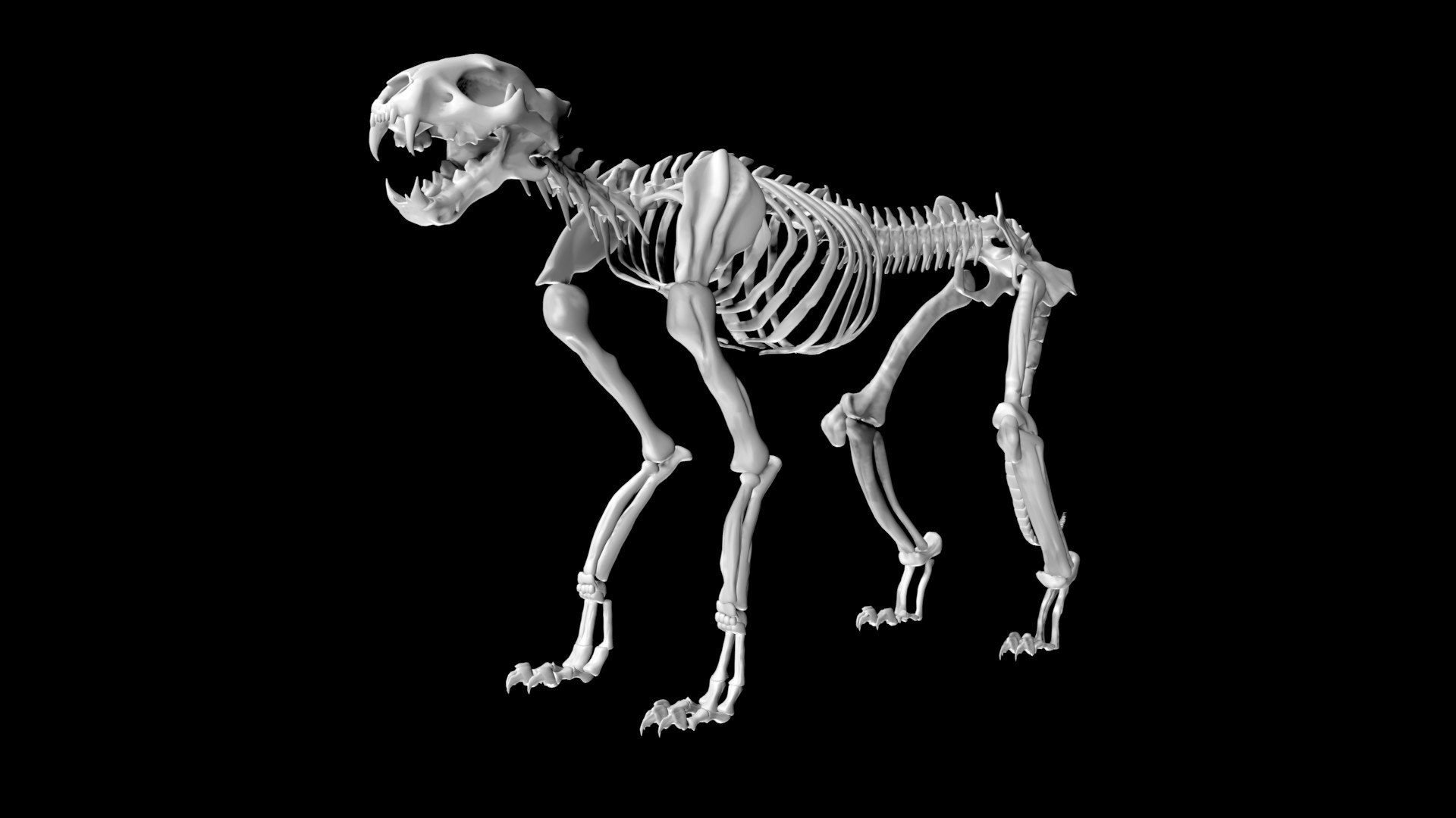 3D Cheetah Skeleton - TurboSquid 1881368