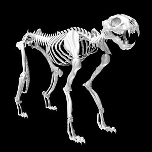 3D Cheetah skeleton