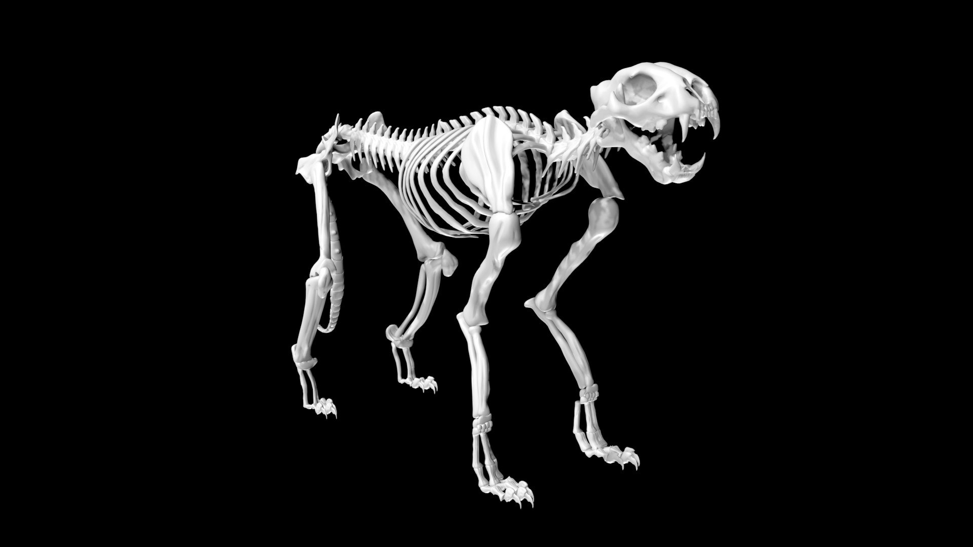 3D Cheetah Skeleton - TurboSquid 1881368