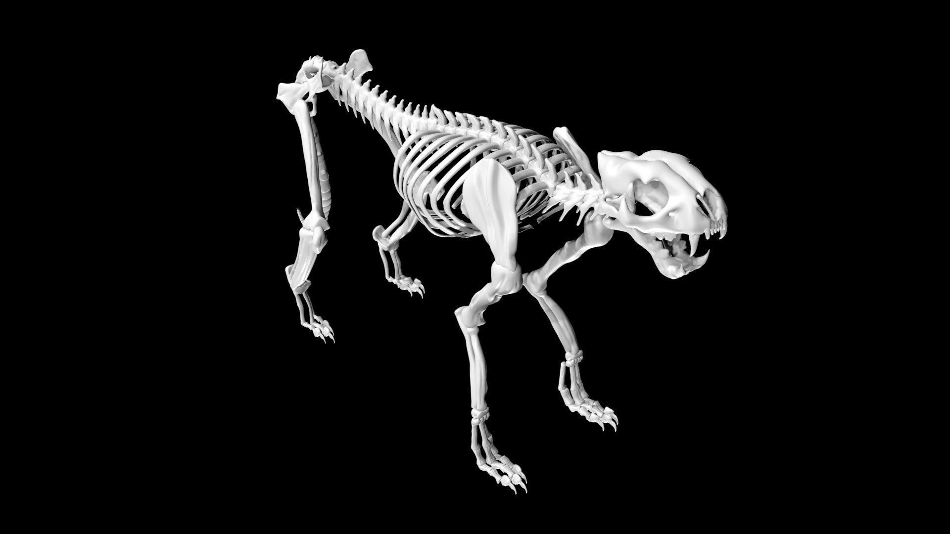 3D Cheetah Skeleton - TurboSquid 1881368