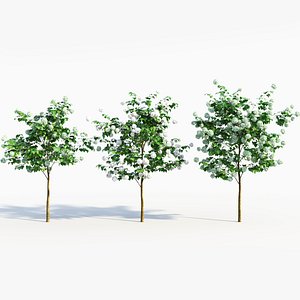 Viburnum opulus b 3D model