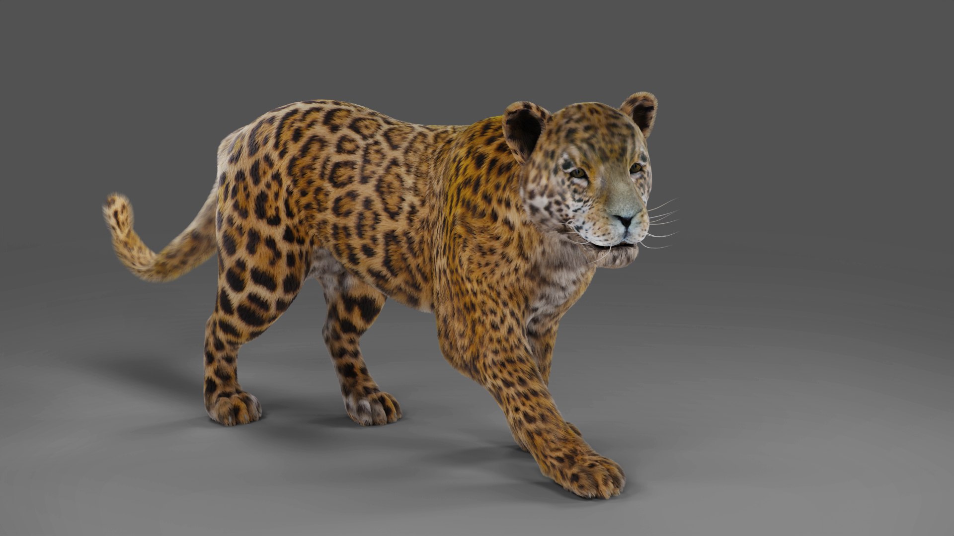 Fur Jaguar V2 Rigged  Animation in Blender - Unity model https://p.turbosquid.com/ts-thumb/hl/aAIVWw/NN/01/jpg/1688566019/1920x1080/fit_q87/aafb866972ec1b09fb73758f425f0bb2d137915c/01.jpg