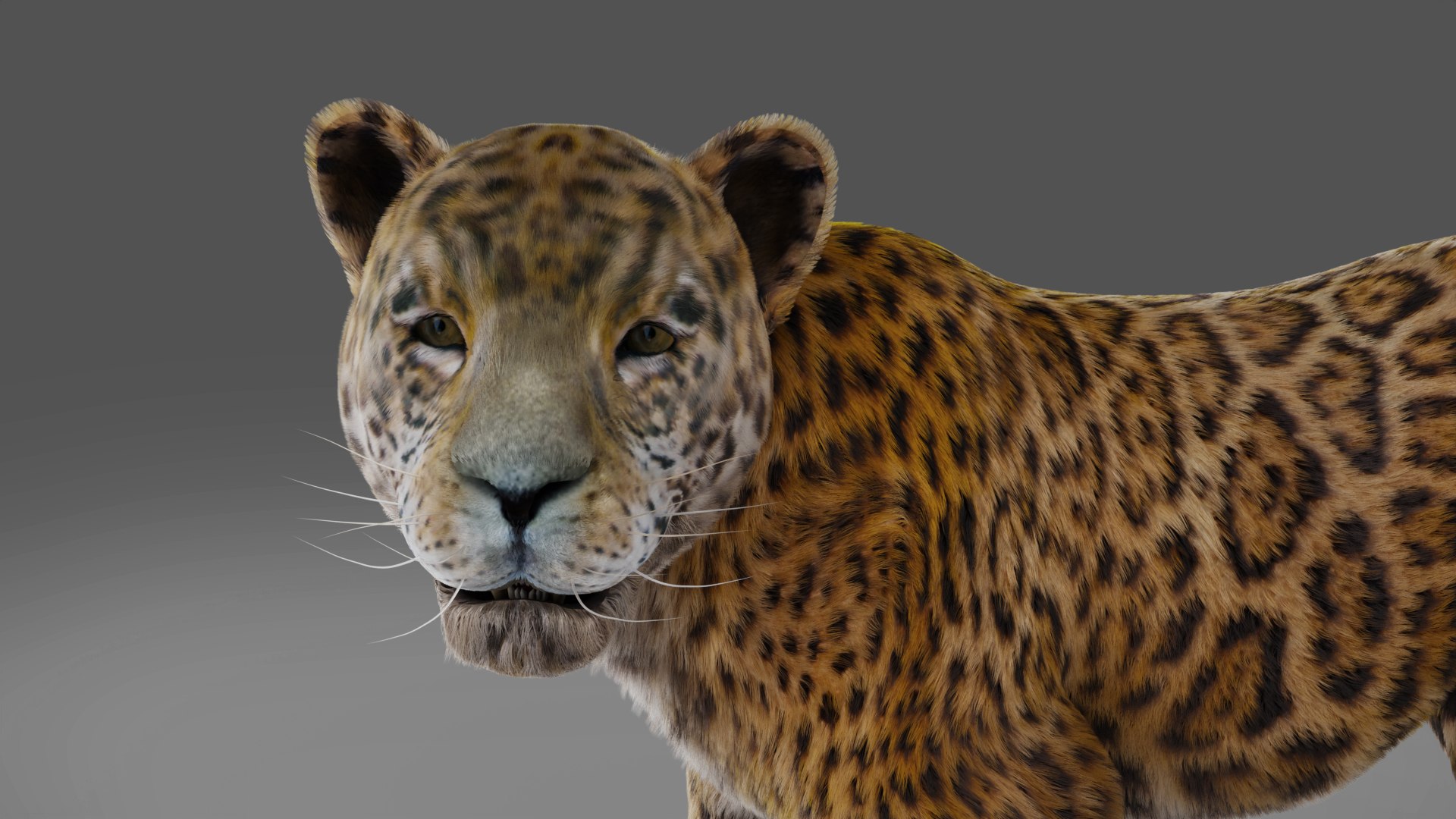 Fur Jaguar V2 Rigged  Animation in Blender - Unity model https://p.turbosquid.com/ts-thumb/hl/aAIVWw/OM/05/jpg/1688566021/1920x1080/fit_q87/e50595166618032a88ee1a10bba878bc17e8706a/05.jpg