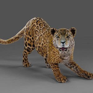 Fur Jaguar V2 Rigged  Animation in Blender - Unity