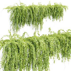 Hanging wall creeper plants N15904 3D model